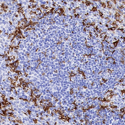 CSF-1R Recombinant Rabbit mAb (S-467-26)