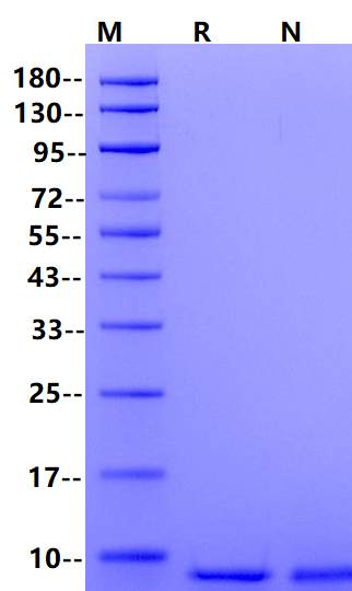 IGF-II Protein, Human