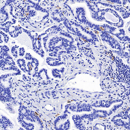 ADGRE1 (F4/80) Recombinant Rabbit mAb (S-2683-205)