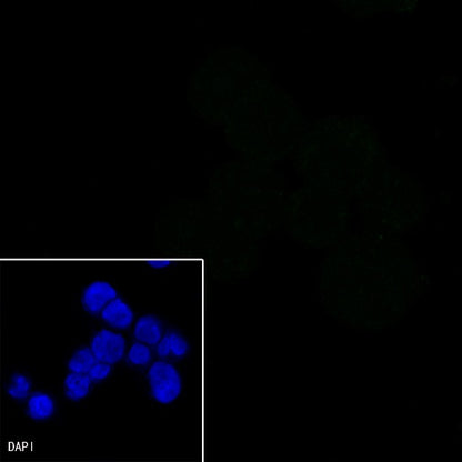 CD7 Mouse mAb (S-575-58)