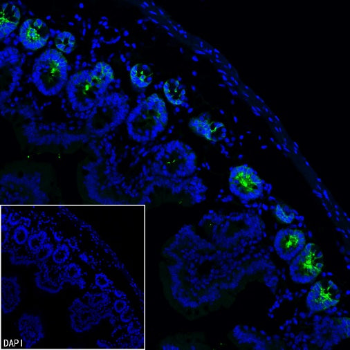 Olfm4 Recombinant Rabbit mAb (S-2748-67)