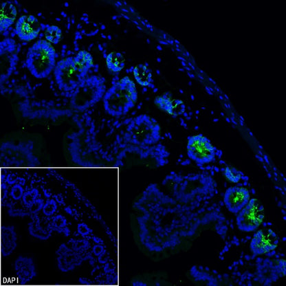 Olfm4 Recombinant Rabbit mAb (S-2748-67)