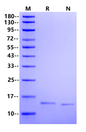 IL-2(Cys145Ser) Protein, Human