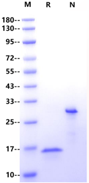 GDNF Protein, Human