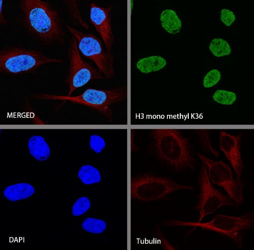 Histone H3 (mono methyl K36) Rabbit polyclonal antibody