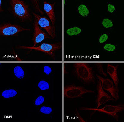 Histone H3 (mono methyl K36) Rabbit polyclonal antibody