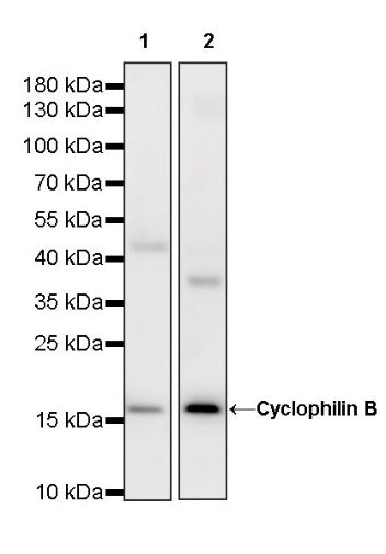 Cyclophilin B Rabbit Polyclonal Antibody