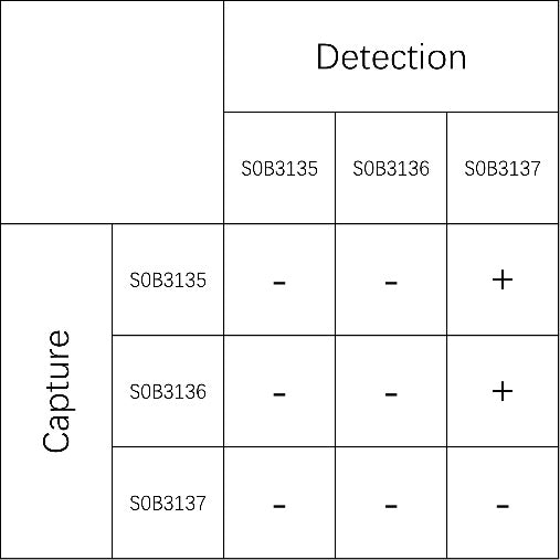 ASFV p54 Recombinant Rabbit mAb (SDT-384-114)