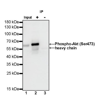 Phospho-Akt (Ser473) Antibody Duo