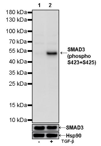 SMAD3 (phospho S423+S425) Recombinant Rabbit mAb (S-541-321)