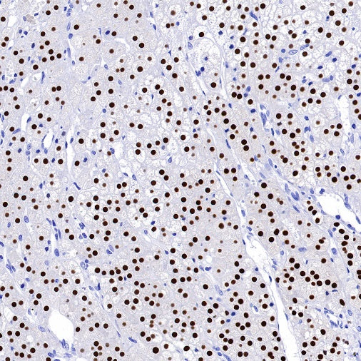 S-RMab®Steroidogenic Factor 1/SF-1 Recombinant Rabbit mAb (SDT-1666-11)
