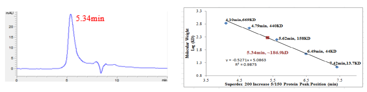 CDK2/Cyclin E2 Protein