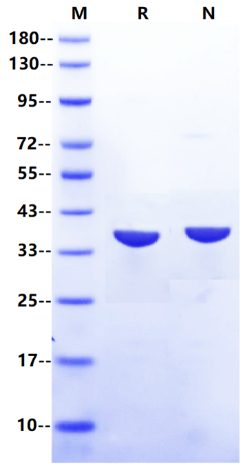 IdeZ Protease (Tag Free)