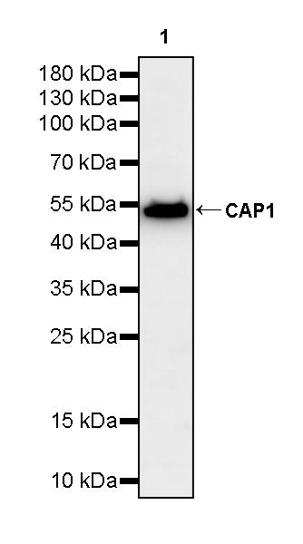 CAP1 Rabbit Polyclonal Antibody