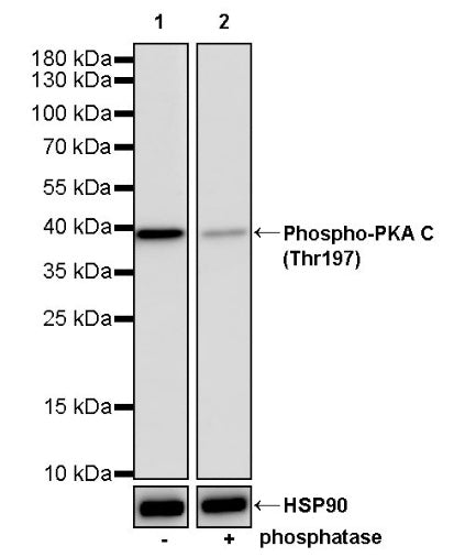 Phospho-PKA C (Thr197) Recombinant Rabbit mAb (S-1137-310)