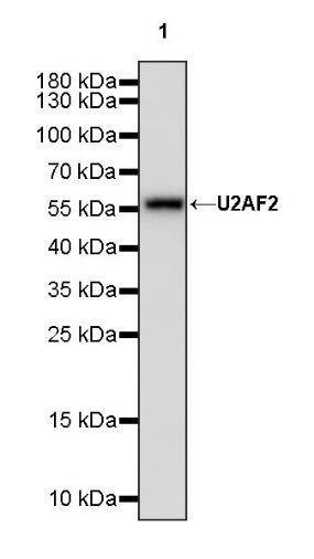 U2AF2 Recombinant Rabbit mAb (S-1324-1)