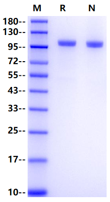 CDH17/LI-cadherin His Tag Protein, Rat