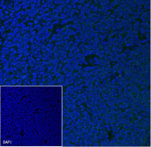 CD10 Recombinant Rabbit mAb (Alexa Fluor® 488 Conjugate) (S-006-77)