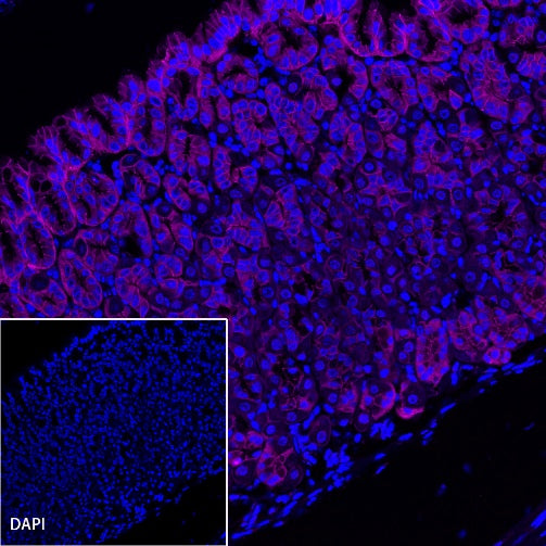 E-Cadherin Recombinant Rabbit mAb (Alexa Fluor® 647 Conjugate) (S-438-5)