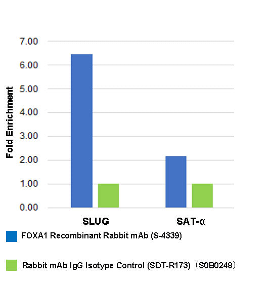 FOXA1 Recombinant Rabbit mAb (S-4339)
