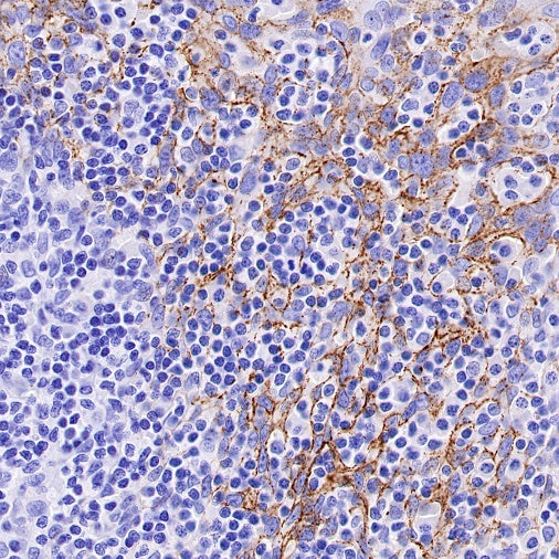 Claudin 3+Claudin 9 Recombinant Rabbit mAb (SDT-1452-69)