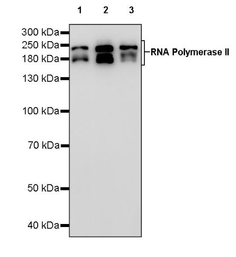 RNA Polymerase II Recombinant Rabbit mAb (S-969-102)