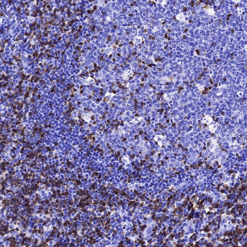 CD3 epsilon Mouse mAb (SDT-570-36)