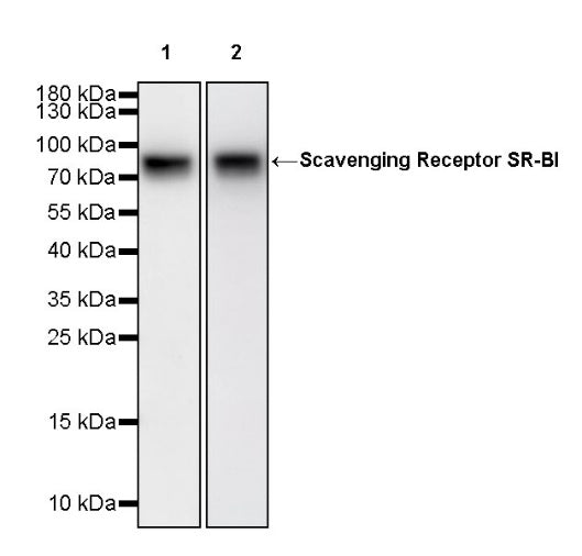 Scavenging Receptor SR-BI Recombinant Rabbit mAb (S-1736-15)