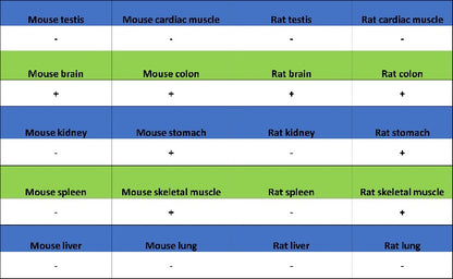 nNOS Recombinant Rabbit mAb (S-1641-70)