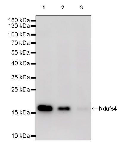 Ndufs4 Recombinant Rabbit mAb (S-1459-14)