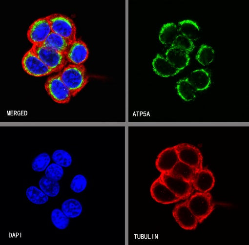 ATP5A Rabbit Polyclonal Antibody