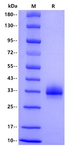 SARS-CoV-2 EG.5 RBD, His tag