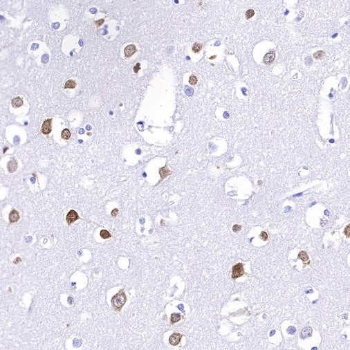 NeuN Recombinant Rabbit mAb (S-392-1)