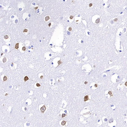 NeuN Recombinant Rabbit mAb (S-392-1)