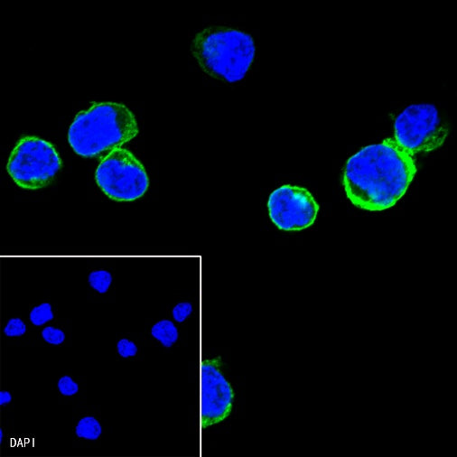 Lck Recombinant Rabbit mAb (SDT-316-15)