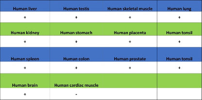 eIF4E Rabbit Polyclonal Antibody