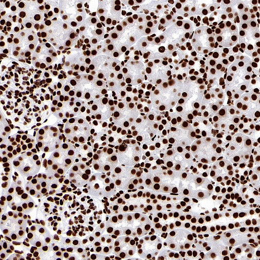 Histone H3 (di+tri methyl K79) Recombinant Rabbit mAb (S-854-48)