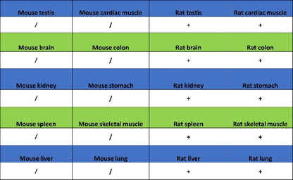 DNA Ligase IV/LIG4 Recombinant Rabbit mAb (S-2237-64)