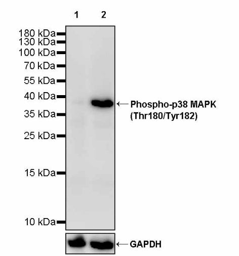 Phospho-p38 MAPK (Thr180/Tyr182) Recombinant Rabbit mAb (S-3861)