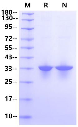 Annexin V His Tag Protein, Human