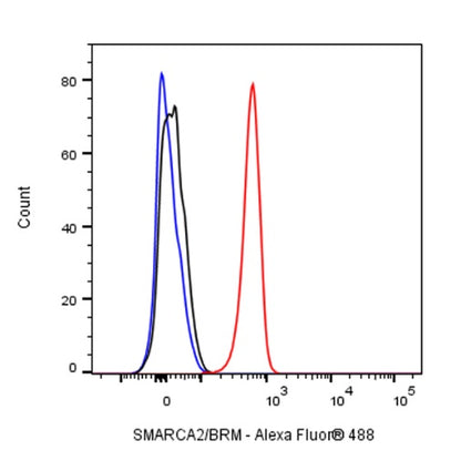 SMARCA2/BRM Recombinant Rabbit mAb (S-1568-17)
