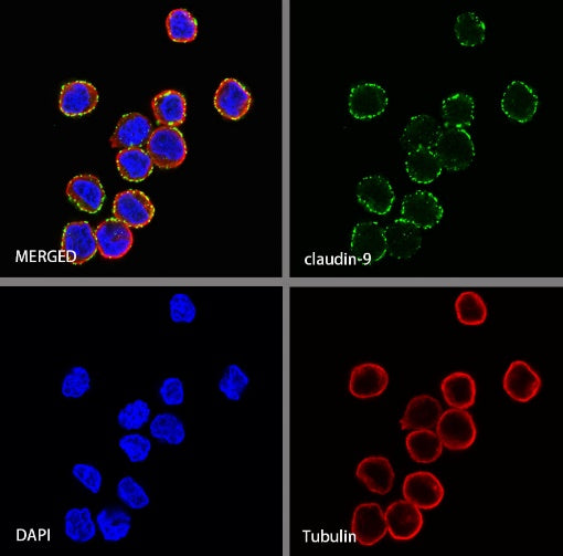 Claudin 3+Claudin 9 Recombinant Rabbit mAb (SDT-1452-80)