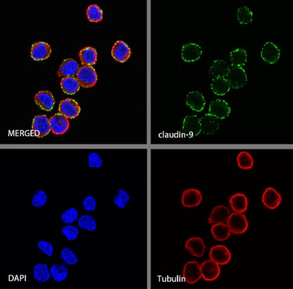 Claudin 3+Claudin 9 Recombinant Rabbit mAb (SDT-1452-80)