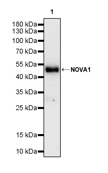 NOVA1 Recombinant Rabbit mAb (S-4031-71)