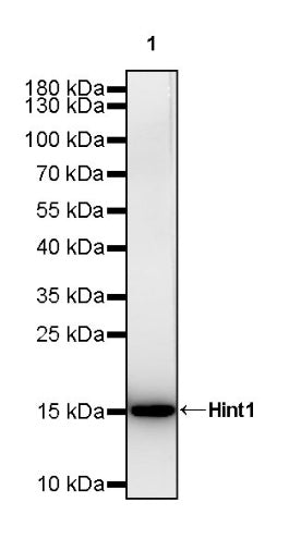 Hint1 Recombinant Rabbit mAb (S-2693-67)