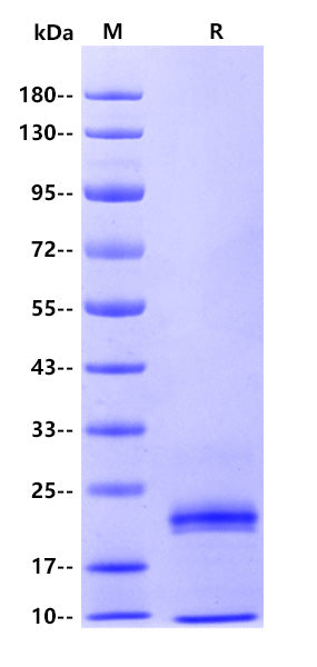 Human Kallikrein 6 Protein, His Tag