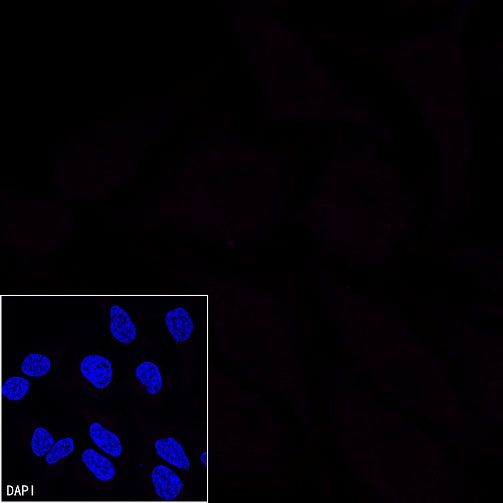 SSEA4 Recombinant Mouse mAb (Alexa Fluor® 647 Conjugate) (S-R541)