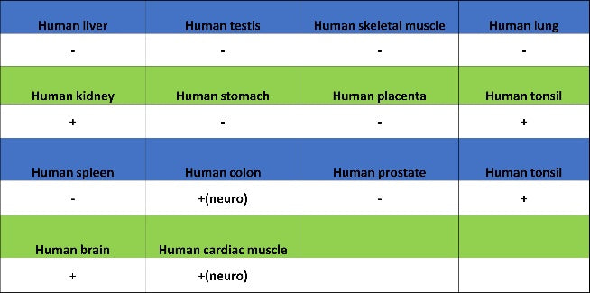 LICAM Recombinant Rabbit mAb, PBS Only (SDT-2594-39)