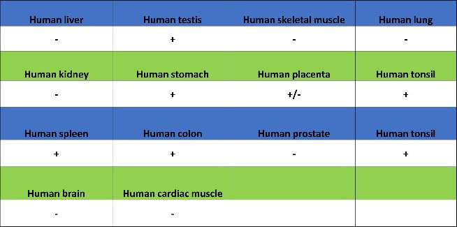 Caspase-3 Recombinant Rabbit mAb (S-656-43)