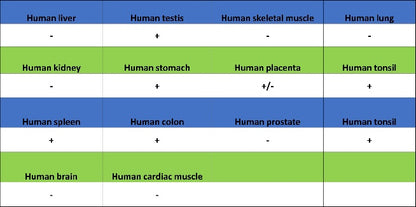 Caspase-3 Recombinant Rabbit mAb (S-656-43)